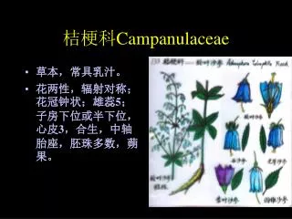 campanulaceae