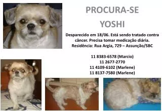 procura se yoshi