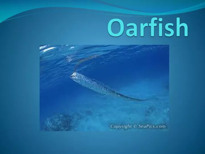 oarfish