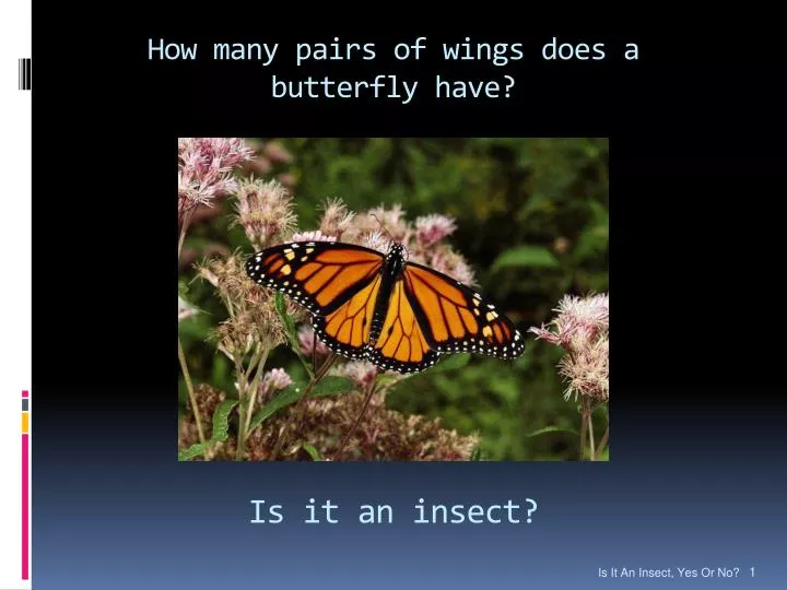how many pairs of wings does a butterfly have