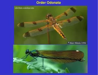 Order Odonata
