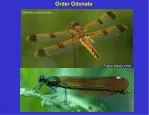 Order Odonata - slide 1