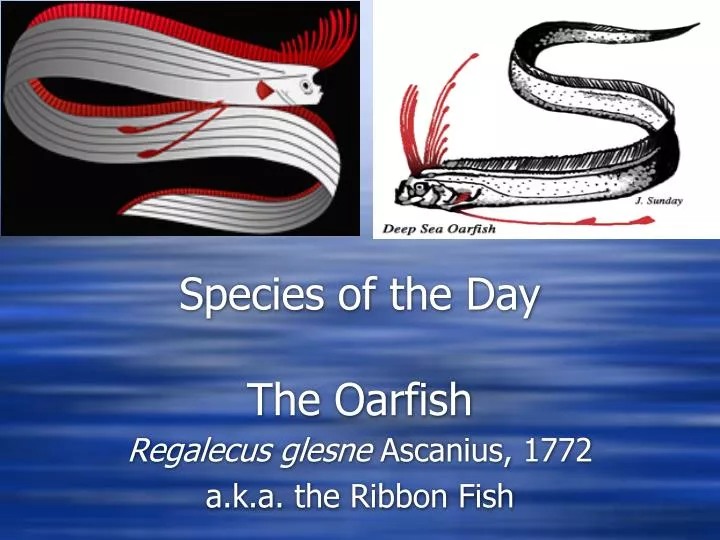 species of the day the oarfish