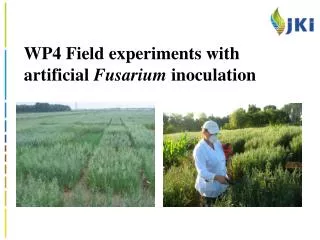 WP4 Field experiments with artificial Fusarium inoculation