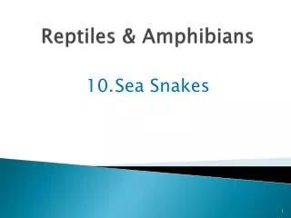 Reptiles &amp; Amphibians