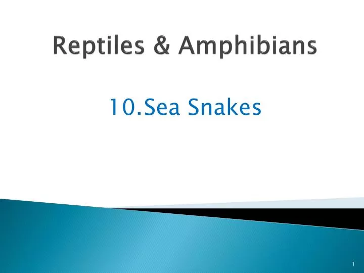 reptiles amphibians