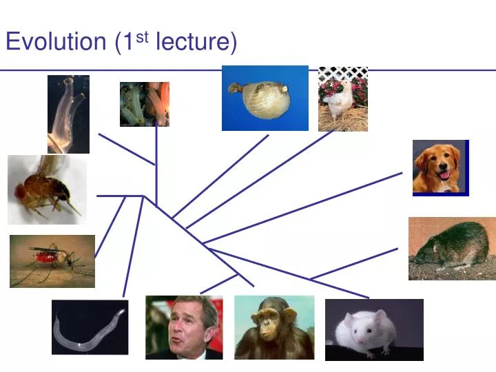 evolution 1 st lecture