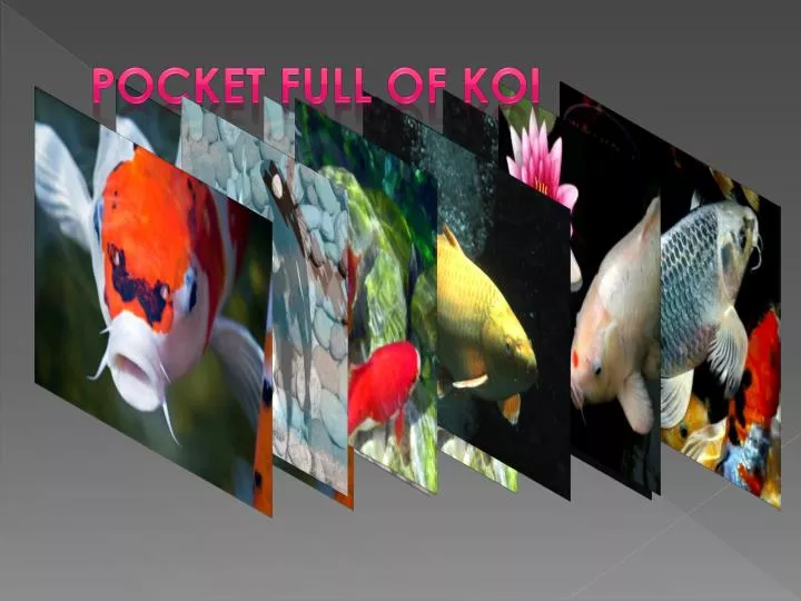 pocket full of koi