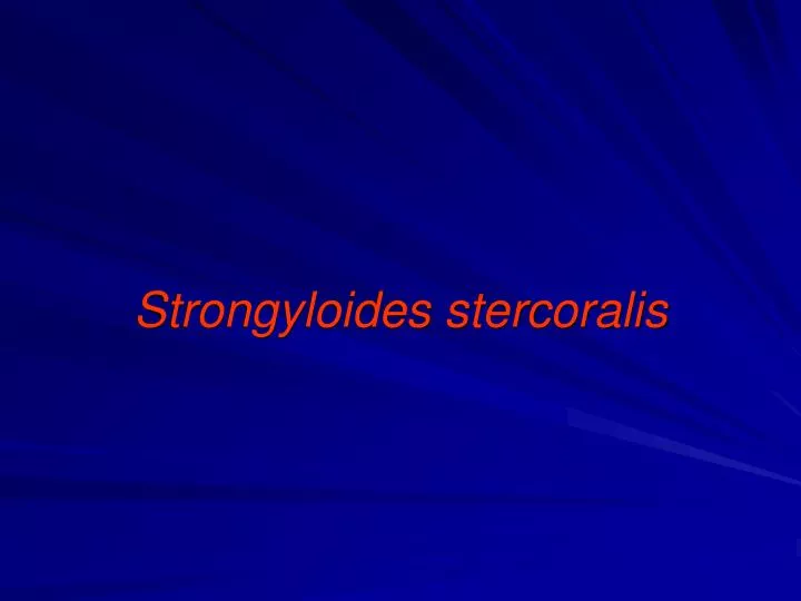 strongyloides stercoralis