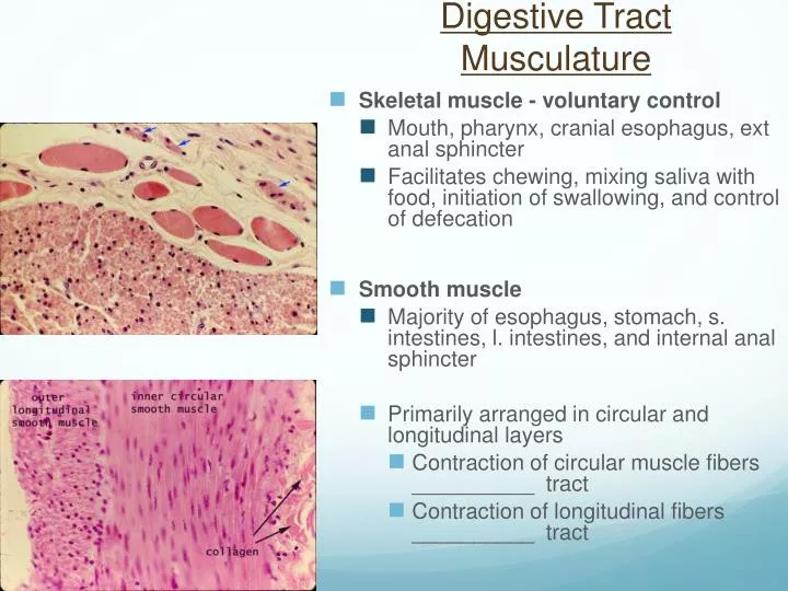 digestive tract musculature