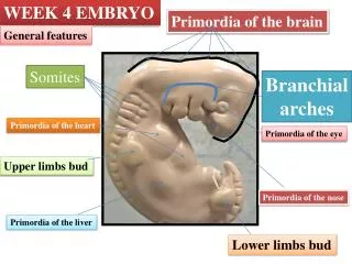 Primordia of the brain