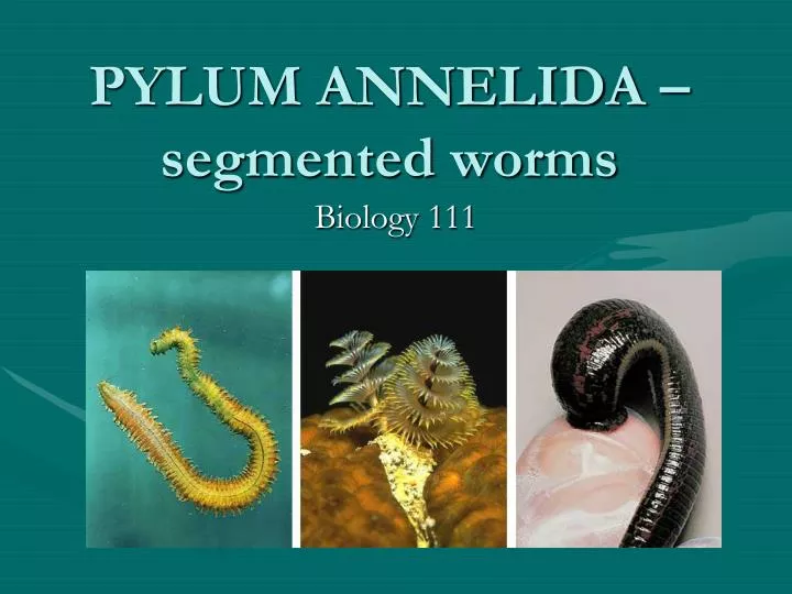 pylum annelida segmented worms