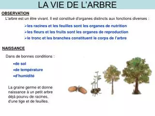 la vie de l arbre