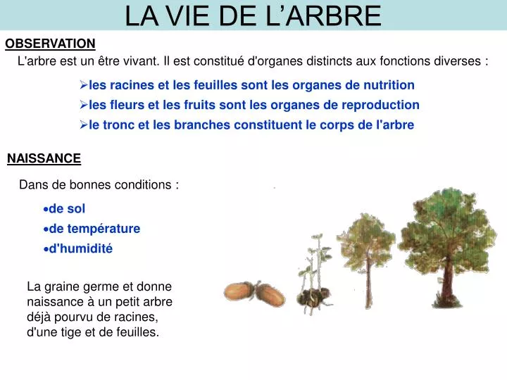 la vie de l arbre