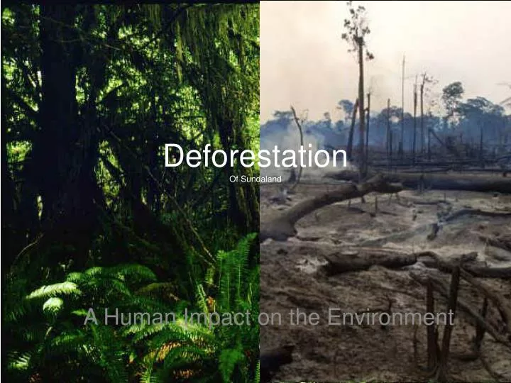 deforestation of sundaland