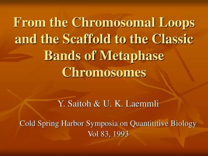 from the chromosomal loops and the scaffold to the classic bands of metaphase chromosomes
