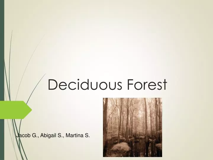 deciduous forest