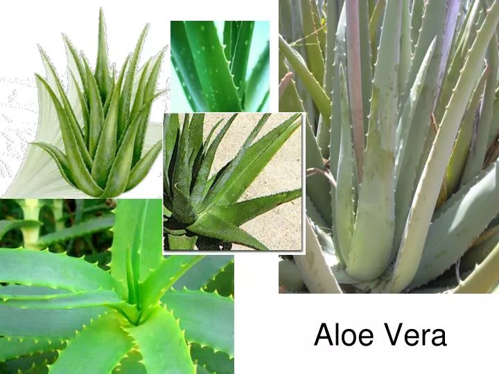 aloe vera