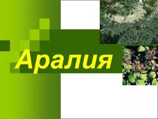 http www thinkquest ru library 40601 rast a aralia htm
