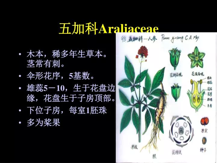 araliaceae