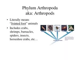 Phylum Arthropoda aka: Arthropods