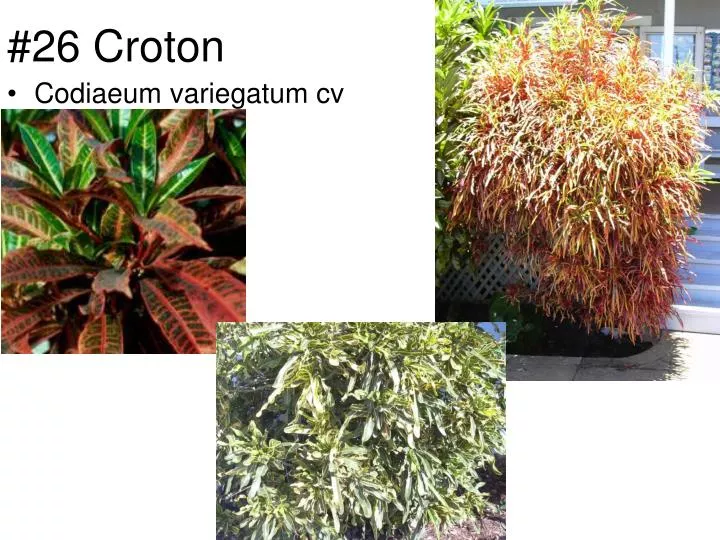 26 croton