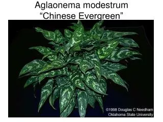 Aglaonema modestrum “Chinese Evergreen”