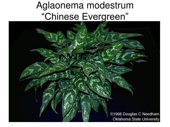 aglaonema modestrum chinese evergreen