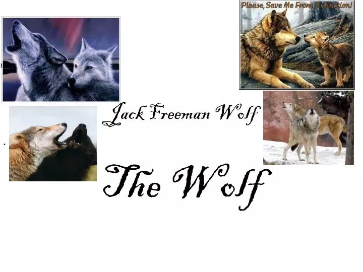jack freeman wolf