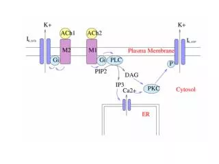 Fluorescenza Fluorescenza dinamica EPR NMR Langmuir monolayer AFM