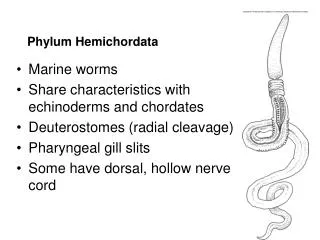 Phylum Hemichordata