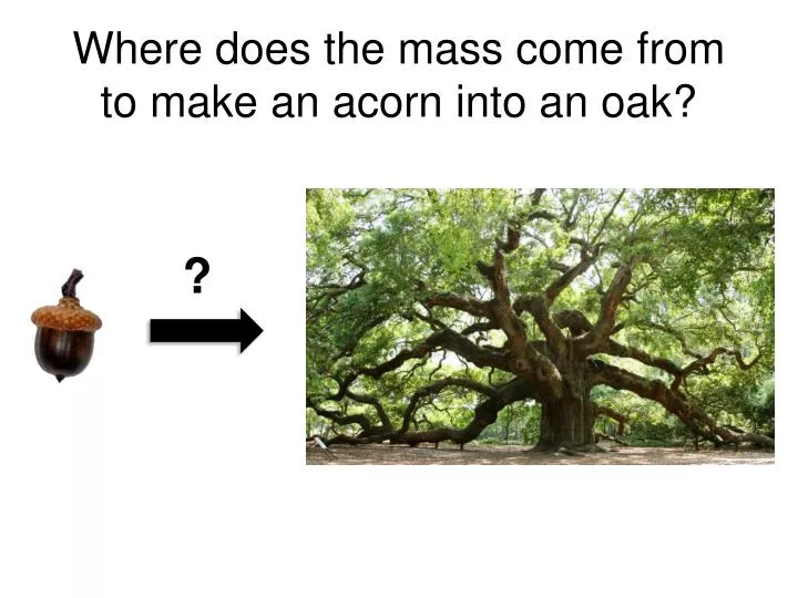 where does the mass come from to make an acorn into an oak