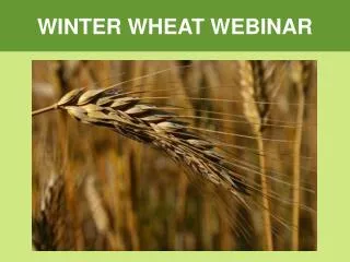 WINTER WHEAT WEBINAR