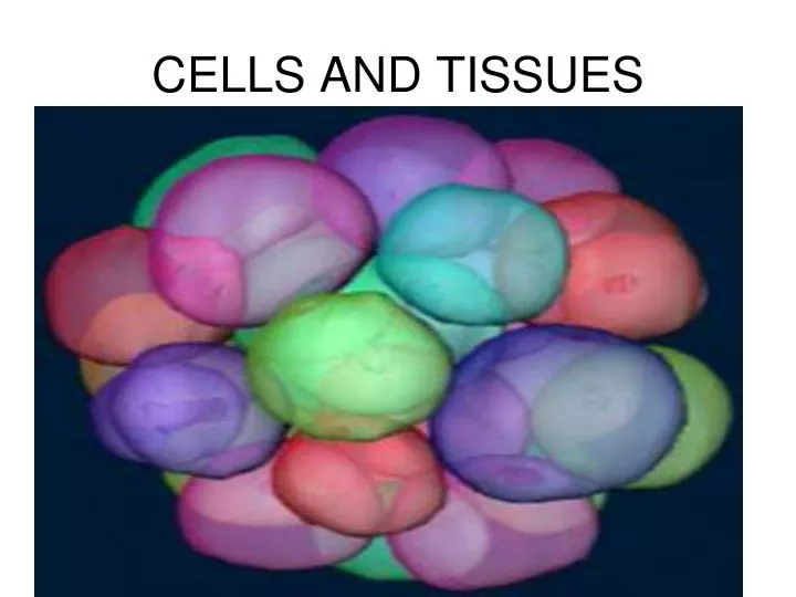 cells and tissues