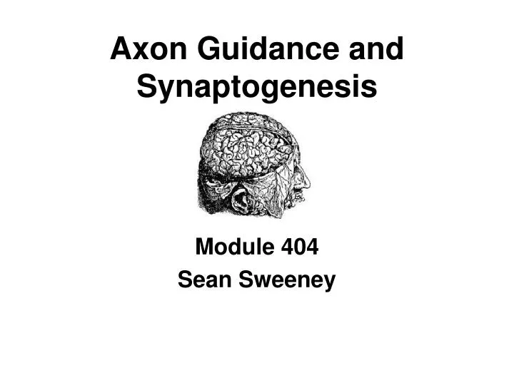 axon guidance and synaptogenesis