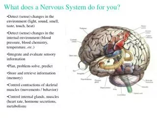 What does a Nervous System do for you?