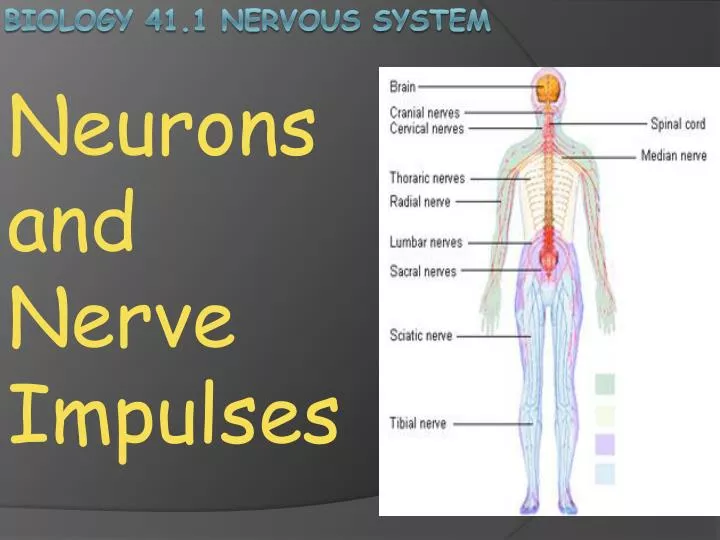 neurons and n erve impulses
