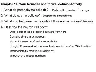 Chapter 11: Your Neurons and their Electrical Activity What do parenchyma cells do?