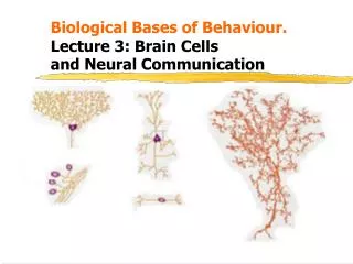 Biological Bases of Behaviour. 			 Lecture 3: Brain Cells 	and Neural Communication