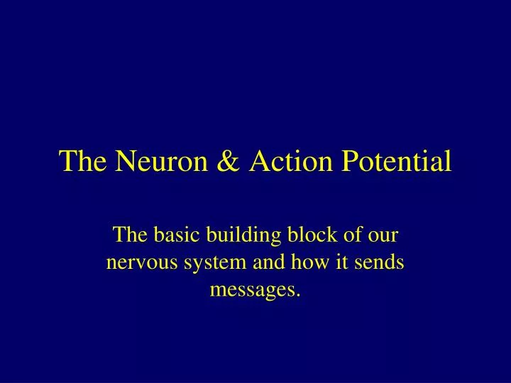 the neuron action potential