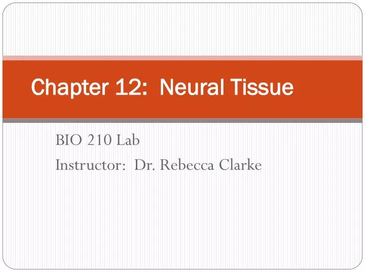 chapter 12 neural tissue