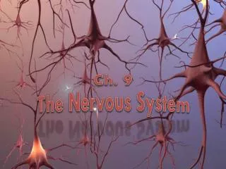 Ch. 9 The Nervous System