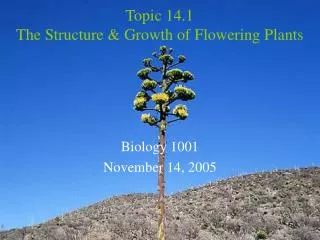 Topic 14.1 The Structure &amp; Growth of Flowering Plants