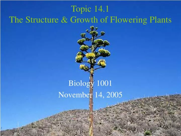 topic 14 1 the structure growth of flowering plants