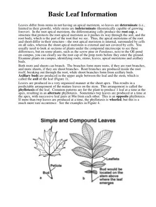 Basic Leaf Information