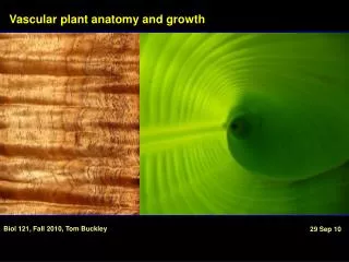 Vascular plant anatomy and growth