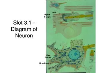 Slot 3.1 - Diagram of Neuron