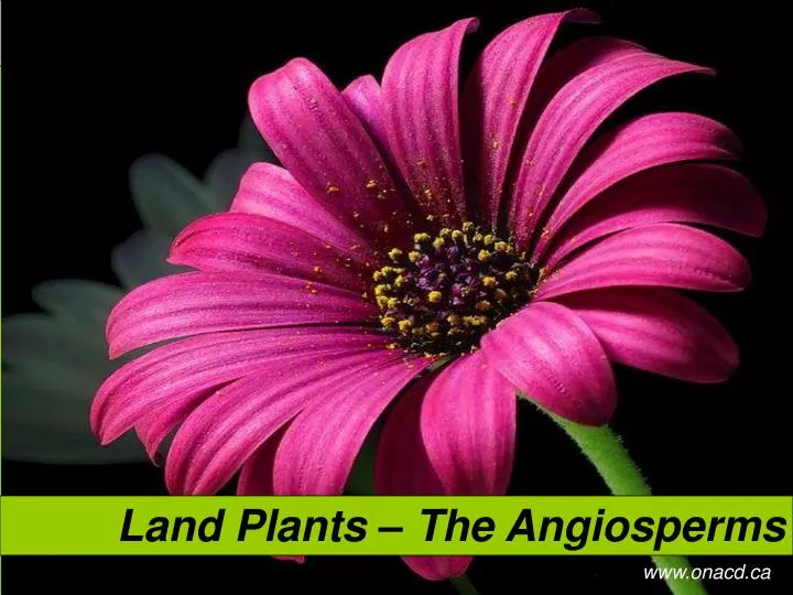 land plants the angiosperms