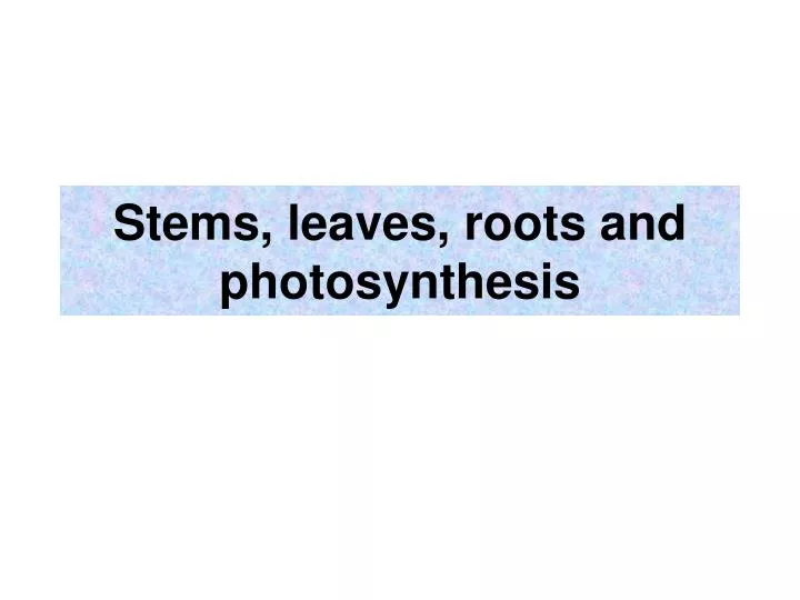 stems leaves roots and photosynthesis