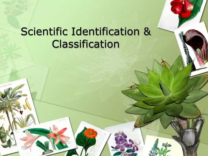 scientific identification classification